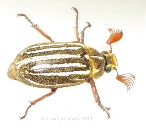 Insect or Alien